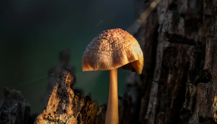 Paddenstoelen in het zonlicht op een boomstronk