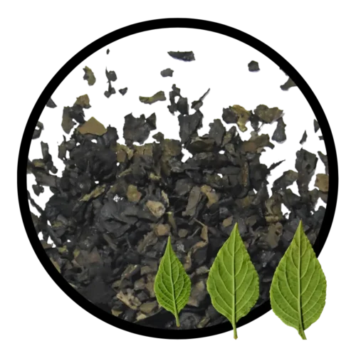 salvia divinorum kopen