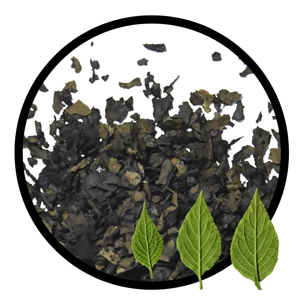 salvia divinorum kopen